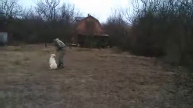 Белая Швейцарская овчарка отработка команды ко мне