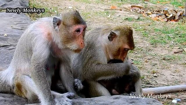 Exasperating Mom ever..! Toni furious mom cos Tara reject milk many time смотреть онлайн