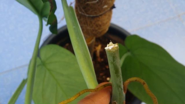 || SYNGONIUM CHIAPENSE CUTTING AND REPOTTING || смотреть онлайн