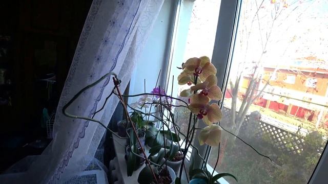 Уход за орхидеями в зимний период смотреть онлайн