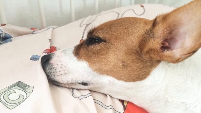 Собаке снится Сон!Джек Рассел терьер/собака/приколы смотреть онлайн