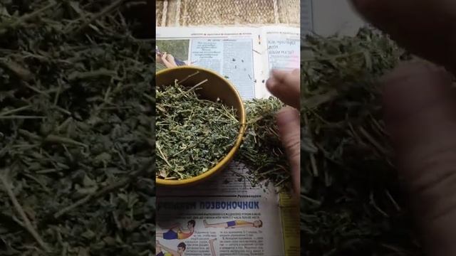 Якорцы стелящиеся (для потенции, повышения либидо, при хроническом простатите) смотреть онлайн