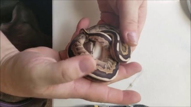 Ball Python Unboxing - New project! смотреть онлайн
