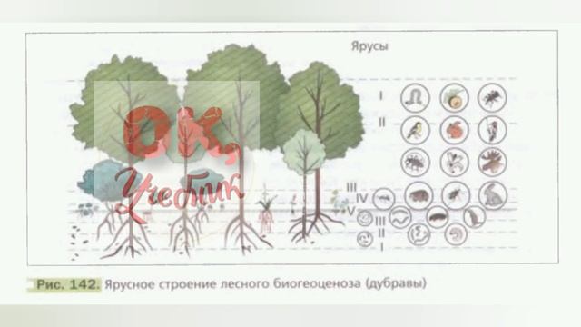 Краткий пересказ §31 Совместная жизнь организмов в природном сообществе. Биология 6 класс Пономарев смотреть онлайн
