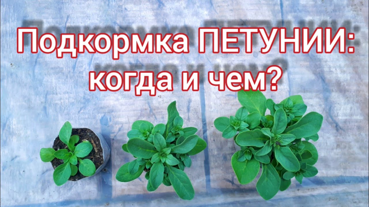 Подкормка ПЕТУНИИ: когда и чем? Чем подкормить петунию? Удобрение для петуний смотреть онлайн
