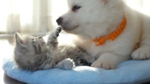 Котенок и щенок милые друзья - щенок, котенок ??2021