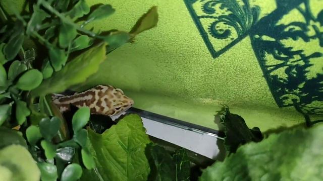 Мы придумали имя для нашего эублефара!)