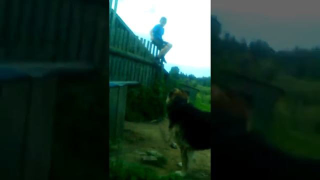 ШОК моего друга укусила собака смотреть онлайн