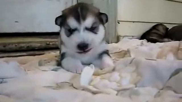 Хаски - самый смешной щенок! смотреть онлайн