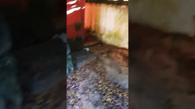 Golden Retriever Portugal. Порода собак Золотой Ретривер в Португалии 🇵🇹 смотреть онлайн