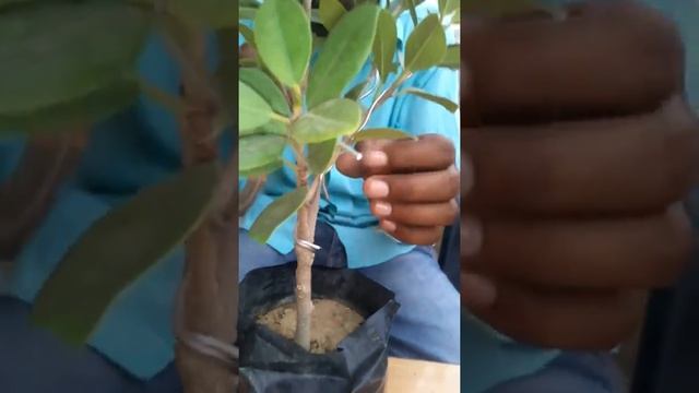 Wiring on Ficus Nuda tree смотреть онлайн