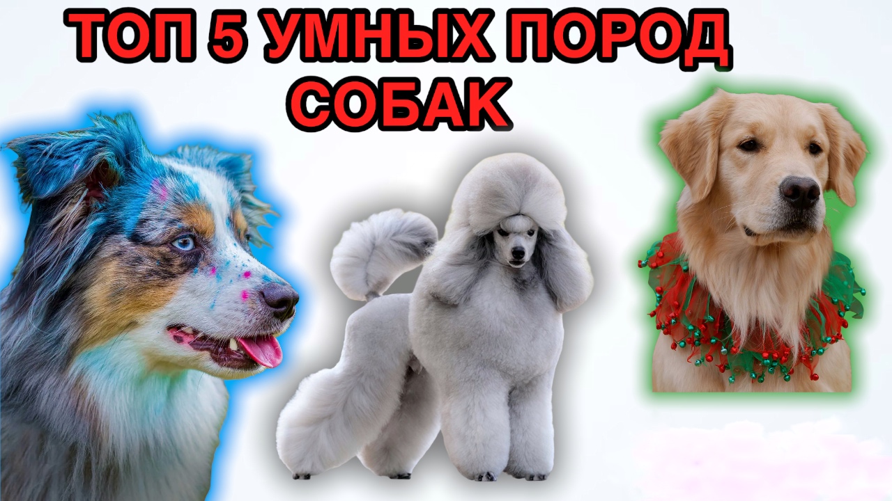 Топ 5 умных пород собак. смотреть онлайн