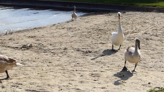 Кормление птиц на Балатоне смотреть онлайн