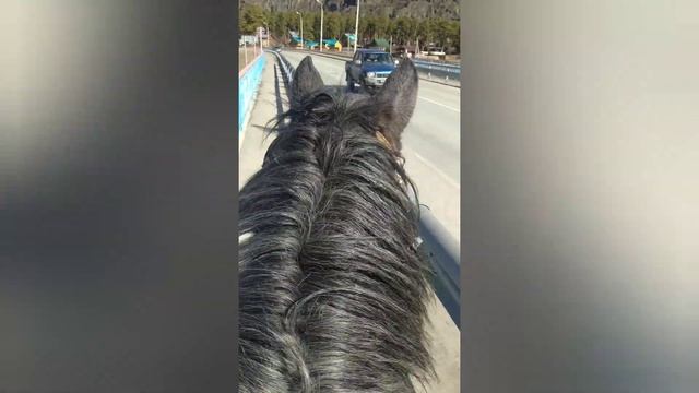 продажа, кобыла 4 года смотреть онлайн