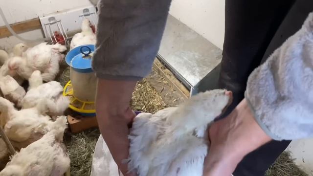 Бройлер Кобб-500 на 25 сутки меняем корм и количество корма