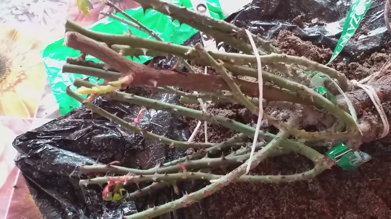 Саженцы роз из питомника С. Овчарова смотреть онлайн