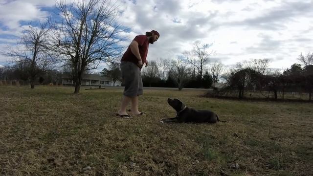How to train your dog to roll over easy. смотреть онлайн