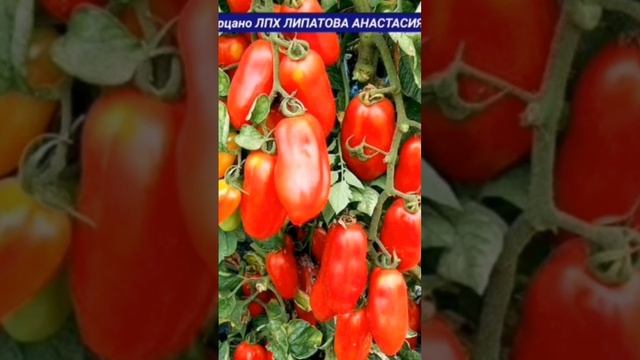 СОРТ ТОМАТА САН МАРЦАНО КОЛЛЕКЦИЯ ЛИПАТОВОЙ АНАСТАСИИ ВАЦАП ДЛЯ КАТАЛОГА 89152458159 ПИСЬМЕННО смотреть онлайн