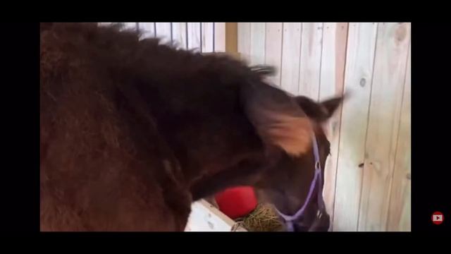 Percheron Draft Horses - 16 months old смотреть онлайн