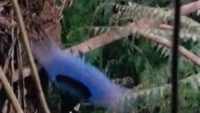 Половое размножение животных.wmv смотреть онлайн