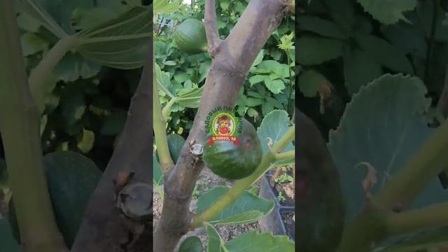 ИНЖИР для Подмосковья смотреть онлайн