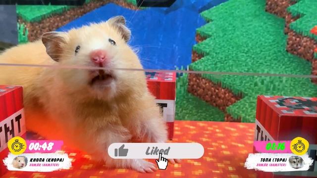 Хомяк проходит игру Minecraft | Построил лабиринт Майнкрафт | DIY смотреть онлайн