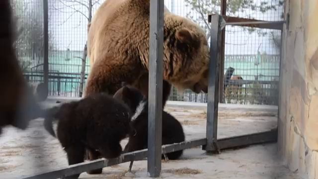 РАЗБОРКИ медведицы Насти и медведя Юры ! Тайган .Крым. смотреть онлайн