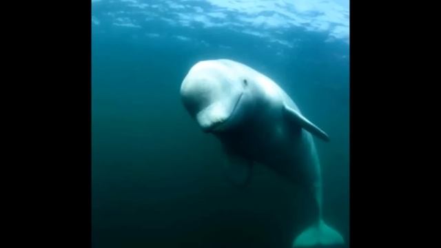 KeSimpulan : Ikan Paus Beluga Delphinapterus leucas Bicara смотреть онлайн