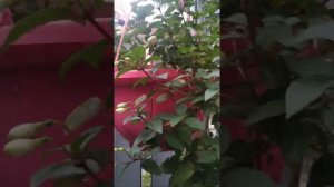 Фуксия La Campanella ампельная красавица