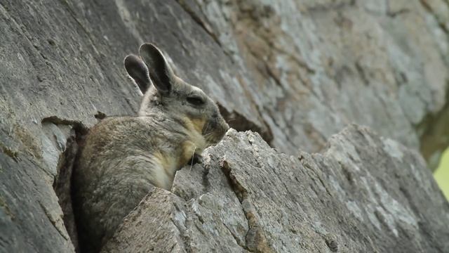 Southern Viscacha - Lomas de Lucumo, Lima, Peru смотреть онлайн