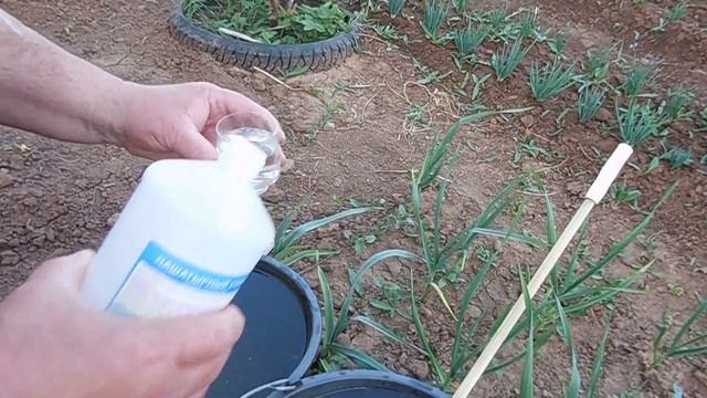 Лук шалот. Обработка и подкормка смотреть онлайн