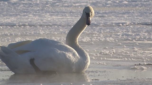 Лебедь на Романовском пруду в Карпинске смотреть онлайн