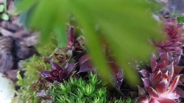 Седумы и каменные розы ? в моём саду # Sedum und Steinrosen in meinem Garten... смотреть онлайн