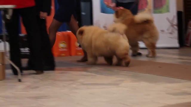 Яисат-Сана-Перла Феникс(9 месяцев) 30 апреля 2016 год. смотреть онлайн