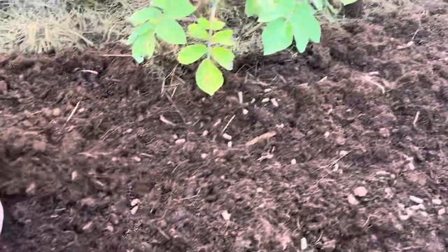 В МОЁМ ОГОРОДЕ КАЖДЫЙ КЛОЧОК ЗЕМЛИ НА ВЕС ЗОЛОТА???