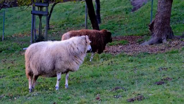 Это безумно красивые Мелодии, которые достигают самых глубин души ! Сергей Чекалин ! Хорошая музыка смотреть онлайн