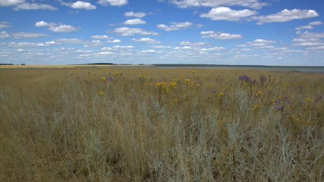 КАК И ГДЕ ЛОВИТЬ ПРЫТКИХ ЯЩЕРИЦ !!! #ящерицы смотреть онлайн