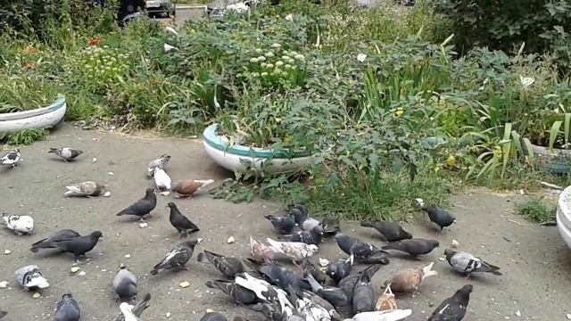 Хлеб и птицы смотреть онлайн