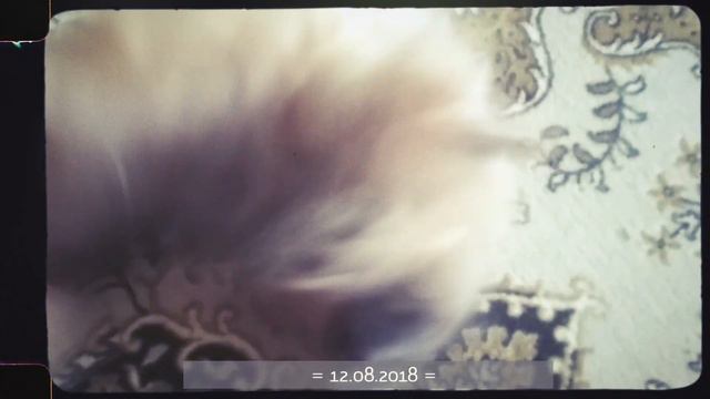 От щенка до Радуги. История жизни одного чудесного создания #ЧетвероногийДруг #Пекинес смотреть онлайн