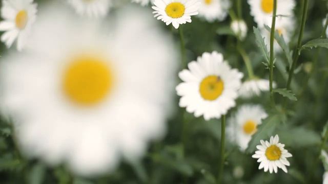 ДИТЯ ПУЖЛИВЫЙ смотреть онлайн