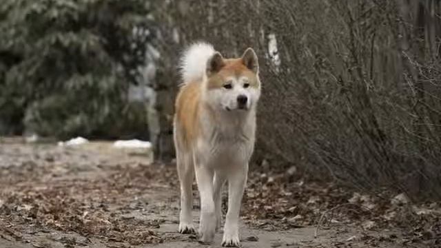 акита ину.wmv смотреть онлайн