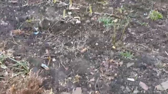 #ЕЙСК, #ДАЧИ #ОднаНаДачах Обычный день.. Гуляем, Трудимся, живём полной жизнью.. смотреть онлайн