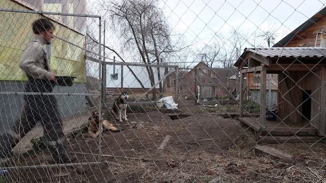 Маламут и овчарка. Поддаются ли дрессировке взрослые собаки? смотреть онлайн