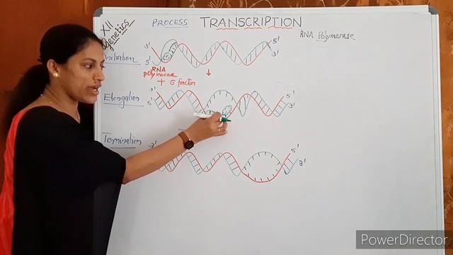 Process of Transcription смотреть онлайн
