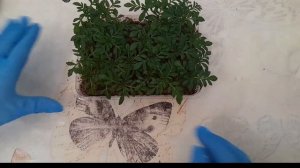 Сажаем бархатцы прямостоячие Тайшан и Антигуа #растения ???