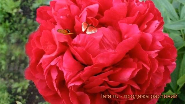 Пион травянистый Адольф Руссо (adolphe rousseau) ? обзор: как сажать, рассада пиона Адольф Руссо смотреть онлайн