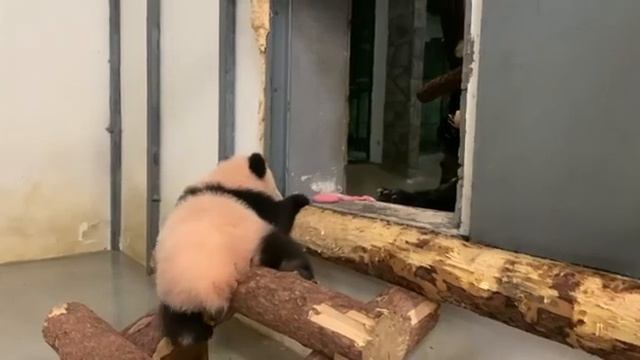 До чего Же огроМная коряГа Московский ЗооПарк👀🤣🔥👍🥰baby Panda Moscow Zoo👀🤣🔥👍🥰 смотреть онлайн