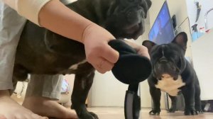 Французские бульдоги БумОсики. Обувь для французских бульдогов