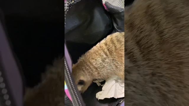 Что за зверь экзотический? смотреть онлайн
