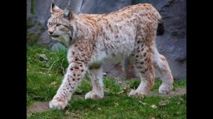 Животные которые занесены в красную книгу! (1 часть)